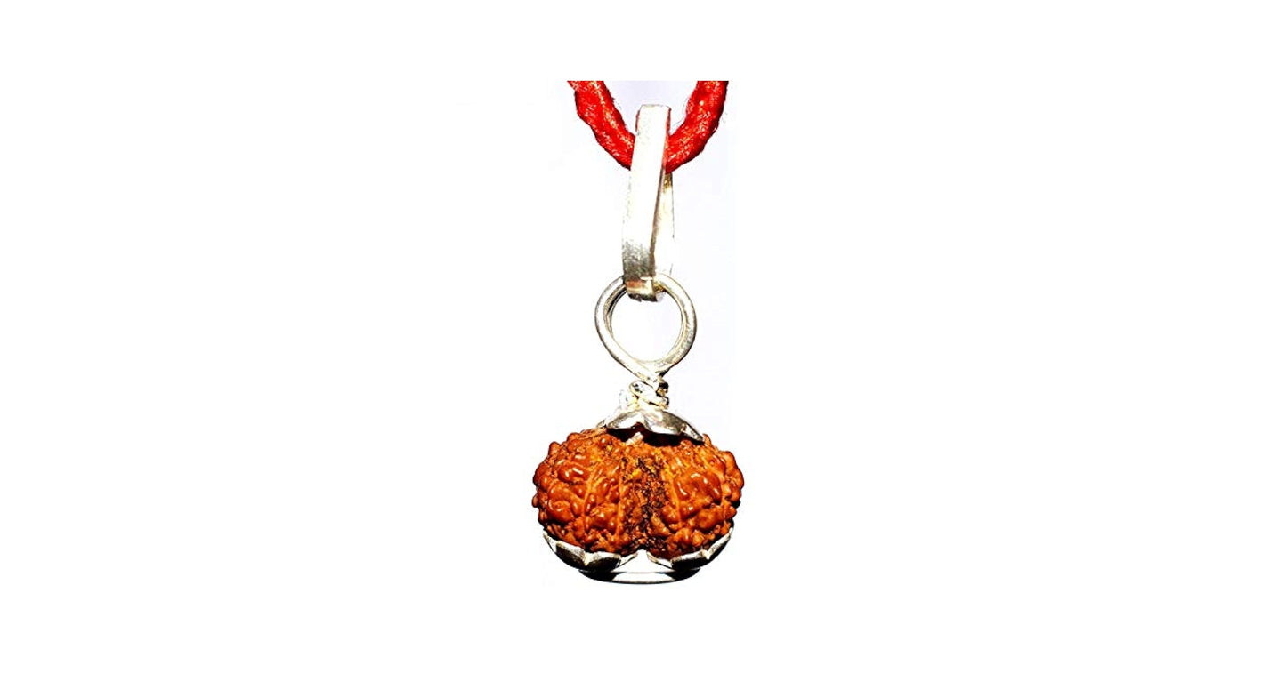 Indonesian Gauri-Shankar Rudraksha Large