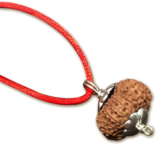 15 Mukhi Indonesian Rudraksha Collector