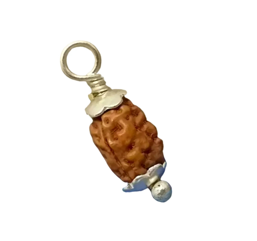2 Mukhi Indonesian Rudraksha Small