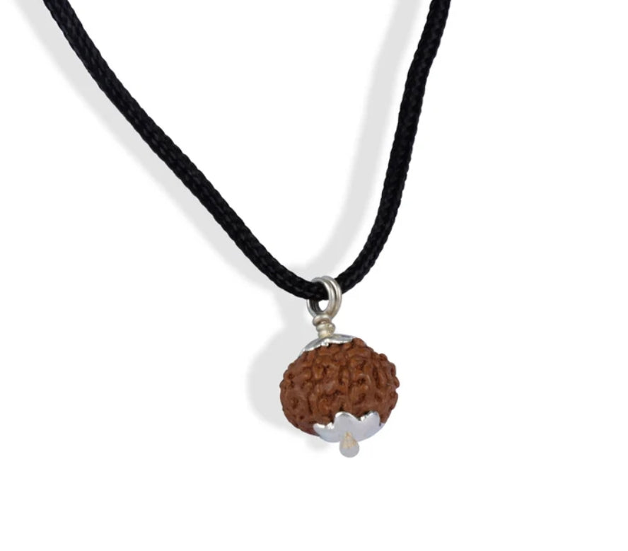 5 Mukhi Indonesian Rudraksha Large