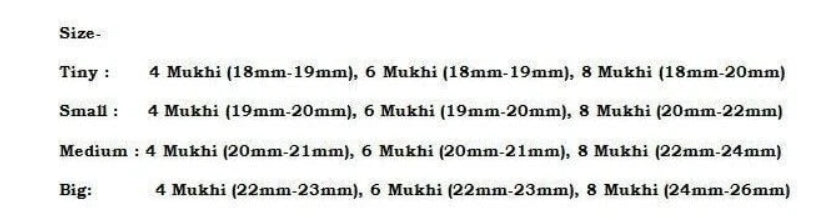 Rudraksha Combination for Advocates 4,6,8 Mukhi Nepal In Rudraksha Mala
