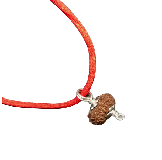 15 Mukhi Indonesian Rudraksha Medium