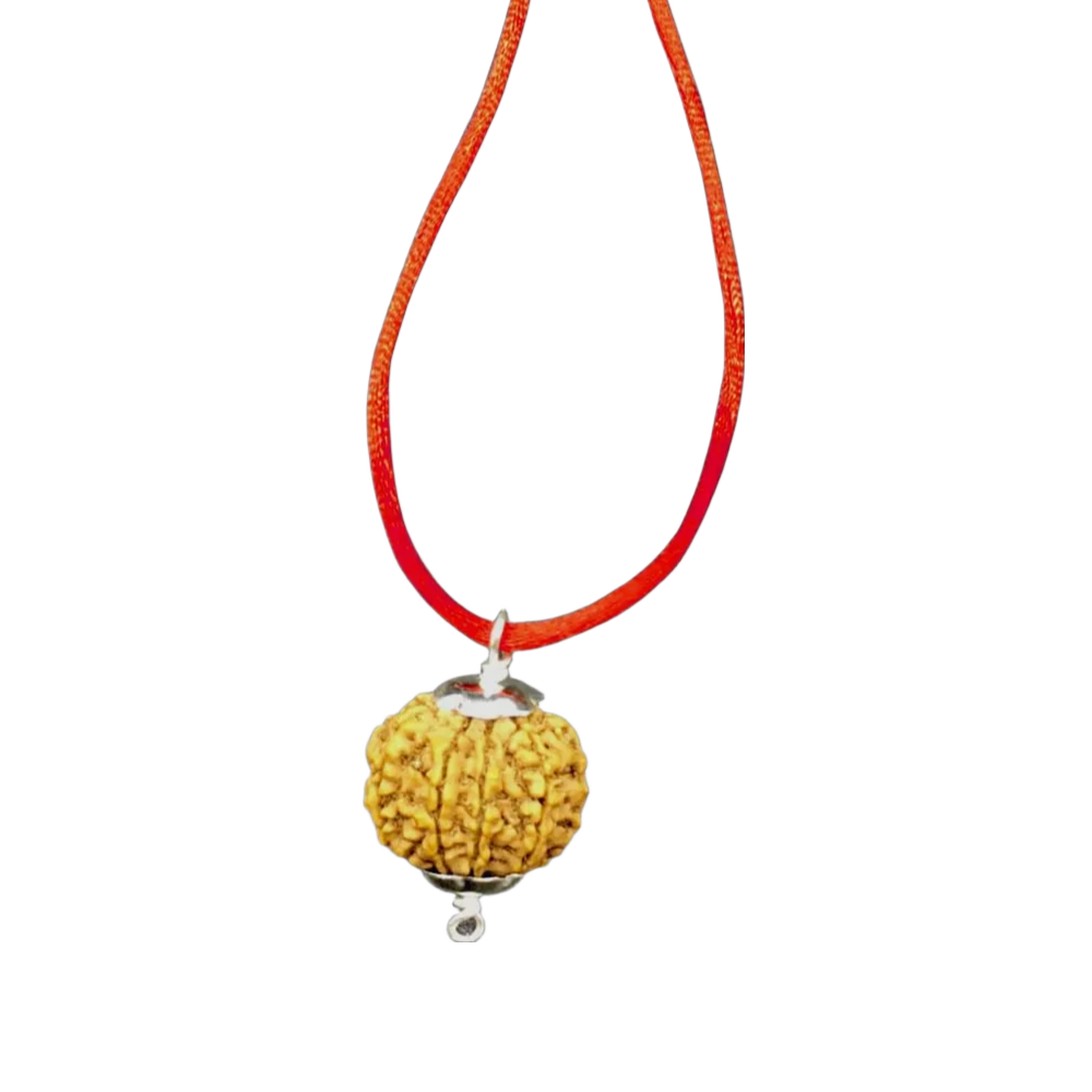 10 Mukhi Nepal Rudraksha Large