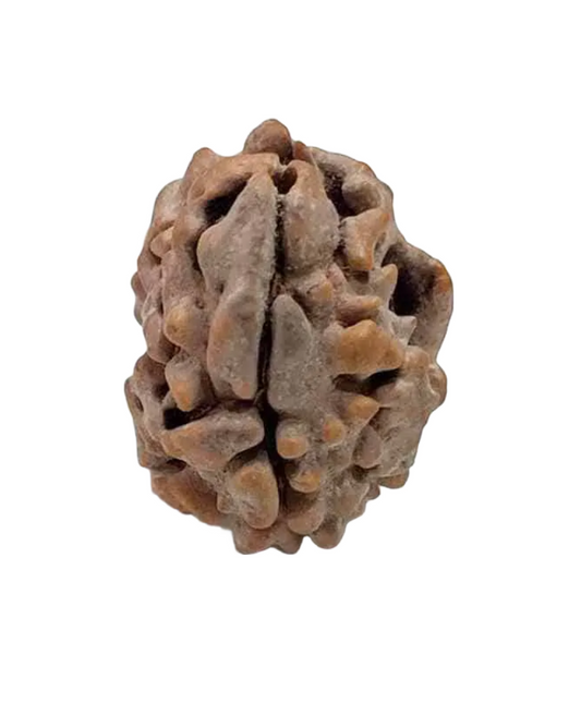 2 Mukhi Indian Rudraksha Large