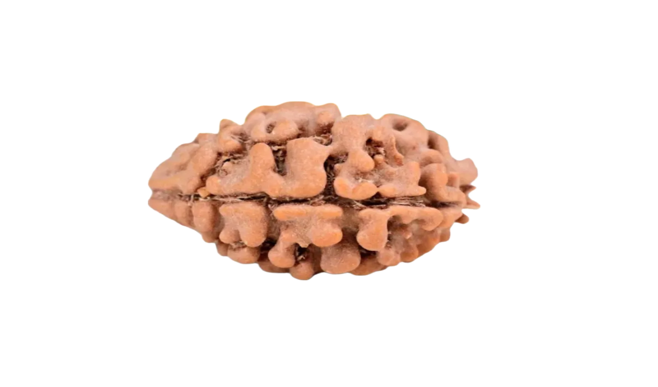 2 Mukhi Nepal Rudraksha Large