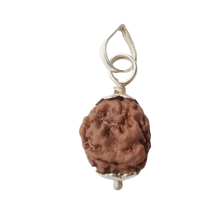 2 Mukhi Nepal Rudraksha Medium