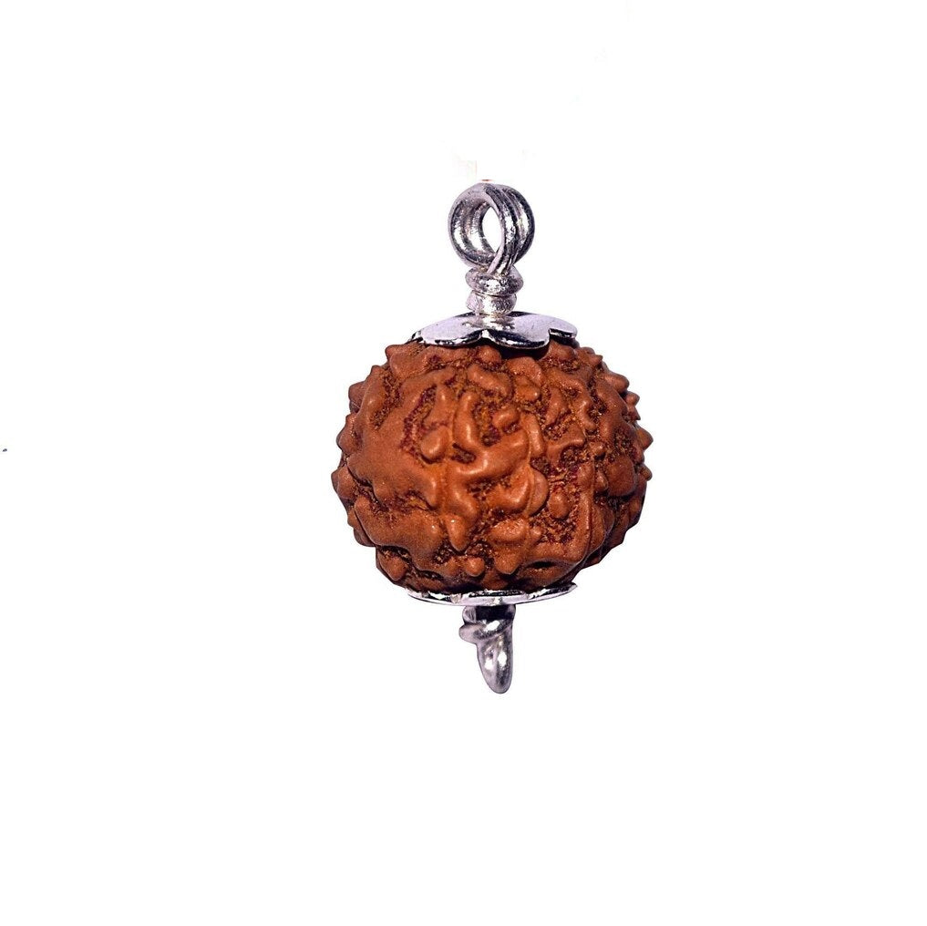9 Mukhi Indonesian Rudraksha Medium