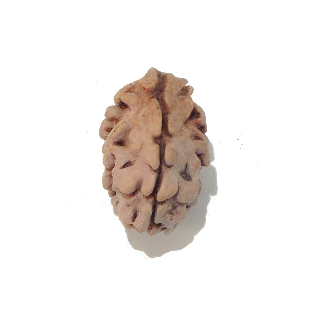 2 Mukhi Indian Rudraksha Large