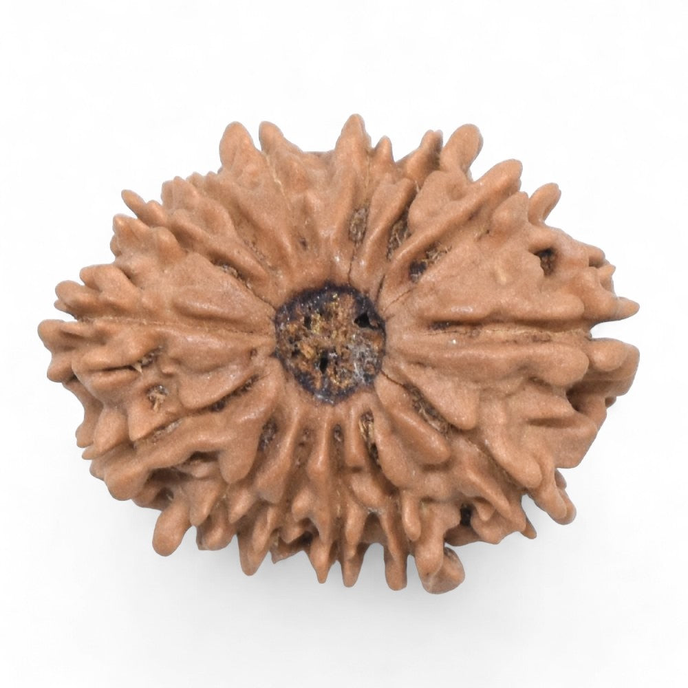 14 Mukhi Rudraksha Nepal certified original buy online India