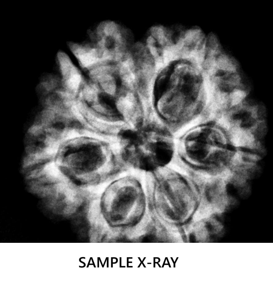 6 Mukhi Rudraksha Nepal Complete 6 Seeds with Xray & Certificate