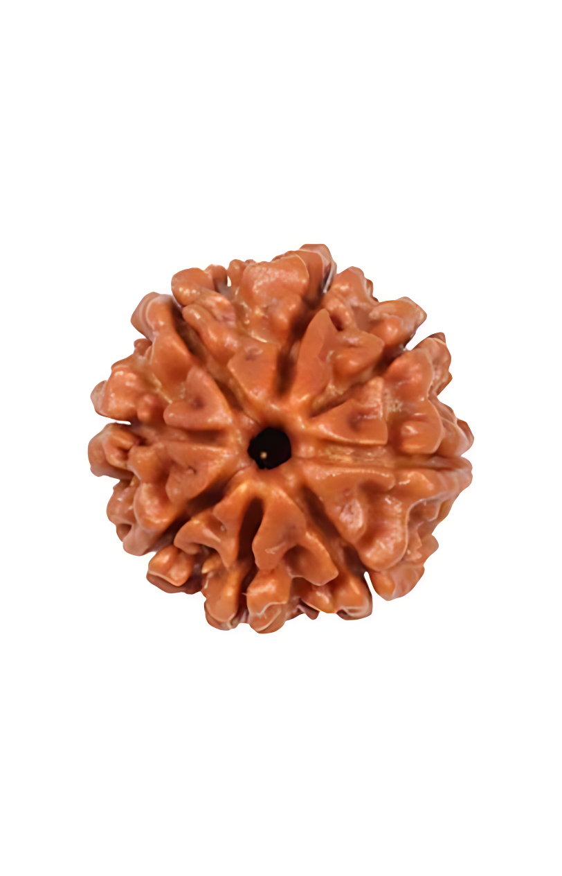 8 Mukhi Rudraksha Nepal certified original buy online India