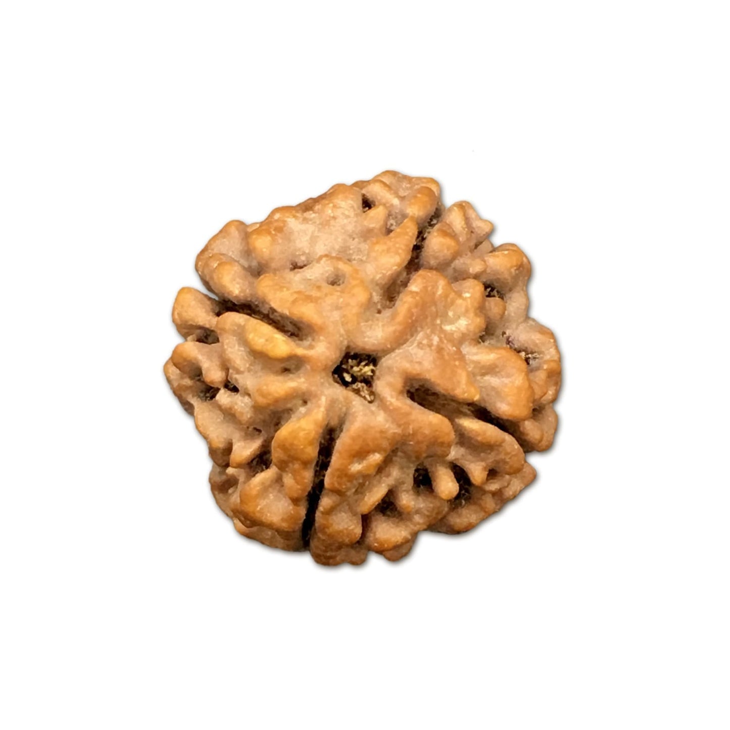 4 Mukhi Nepal Rudraksha Medium