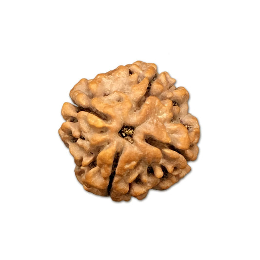 4 Mukhi Nepal Rudraksha Medium