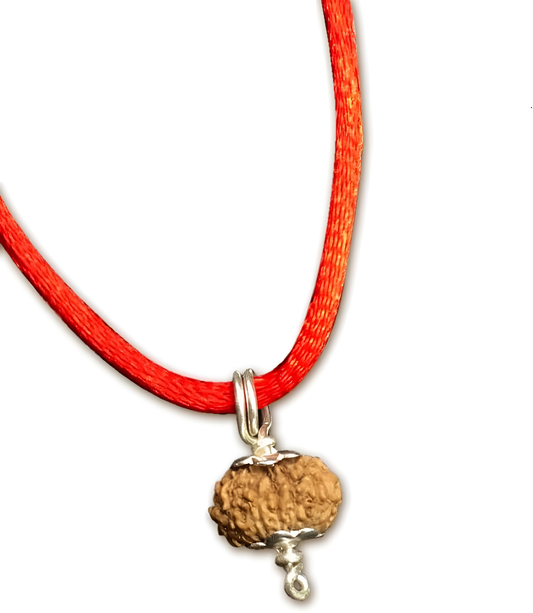 13 Mukhi Indonesian Rudraksha Small