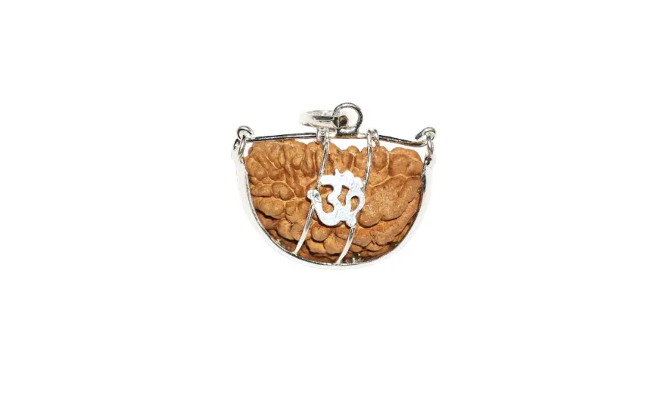 1 Mukhi Indian Rudraksha Large