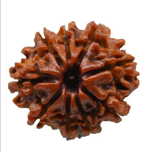 9 Mukhi Nepal Rudraksha Medium