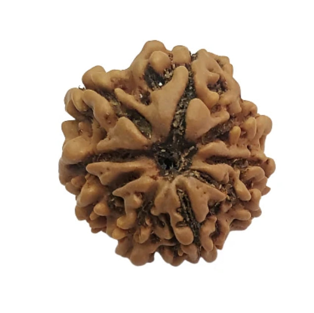 9 Mukhi Rudraksha Nepal certified original buy online India