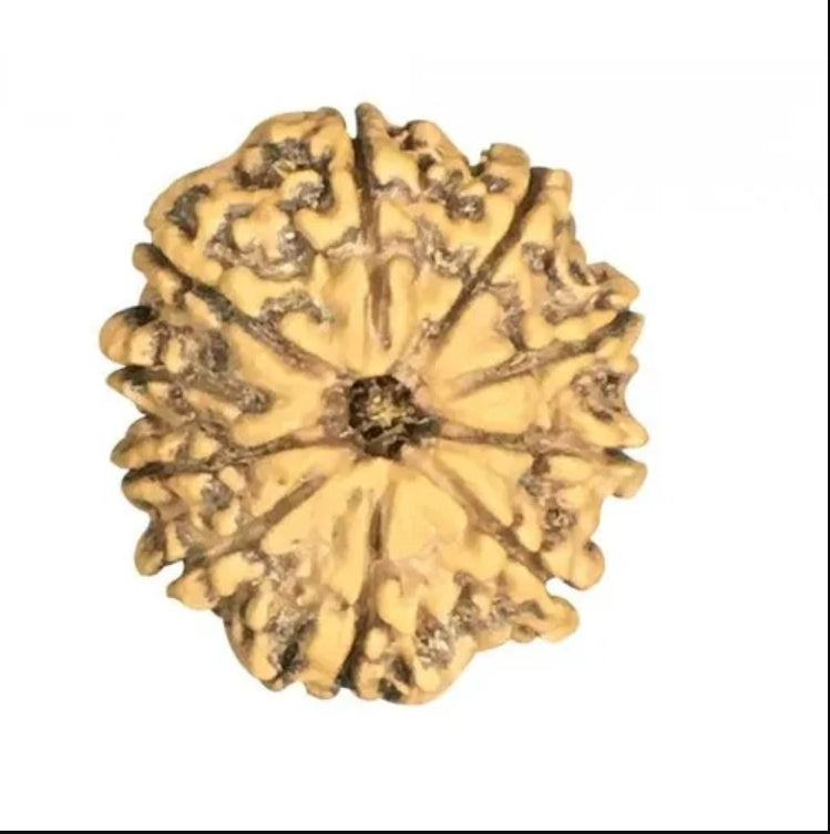 10 Mukhi Nepal Rudraksha Collector