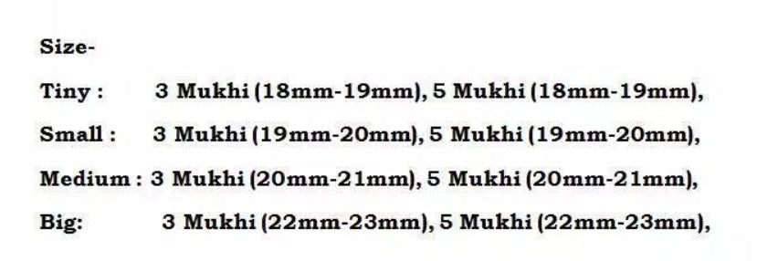 Rudraksha Combination for Health Power 3,3,5,5,5 Mukhi Nepal In Rudraksha Mala