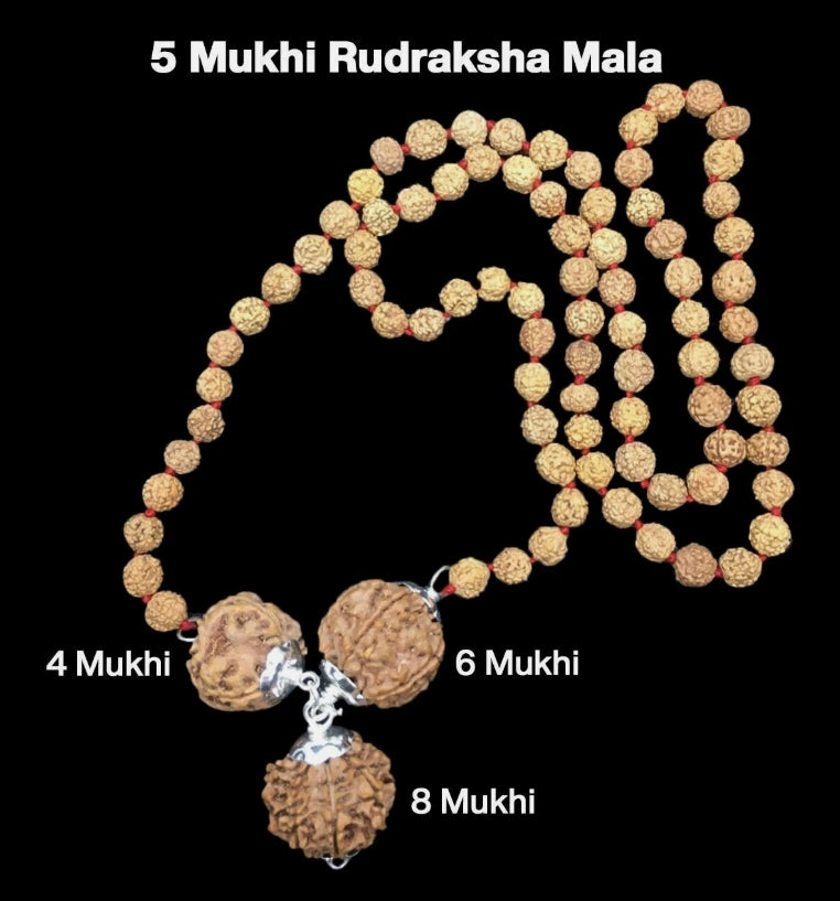 Rudraksha Combination for Advocates 4,6,8 Mukhi Nepal In Rudraksha Mala