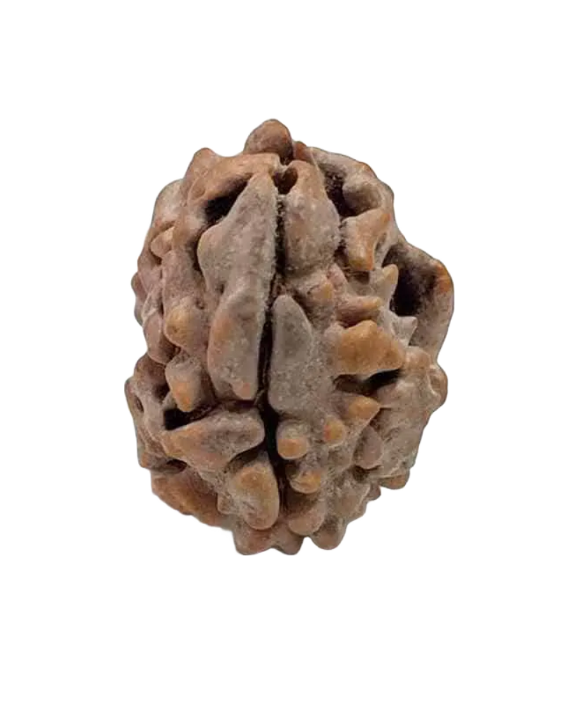 2 Mukhi Indian Rudraksha Large