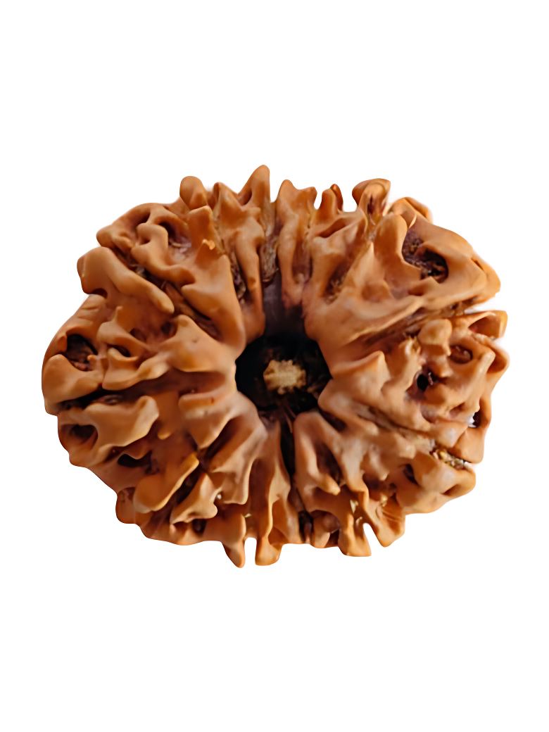 12 Mukhi Rudraksha Nepal certified original buy online India