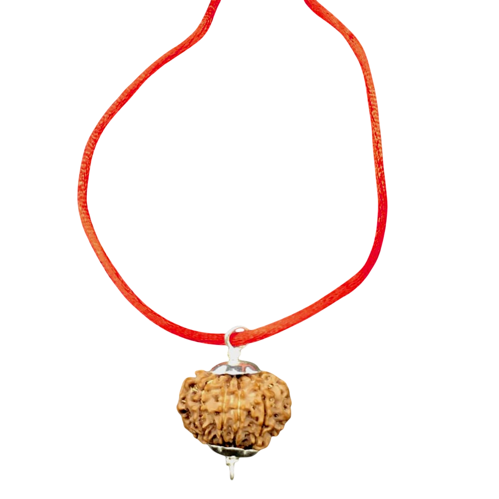 12 Mukhi Nepal Rudraksha Large