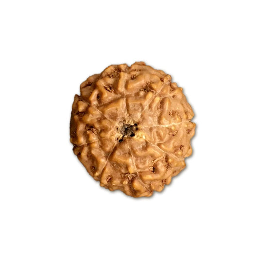 8 Mukhi Indonesian Rudraksha Small