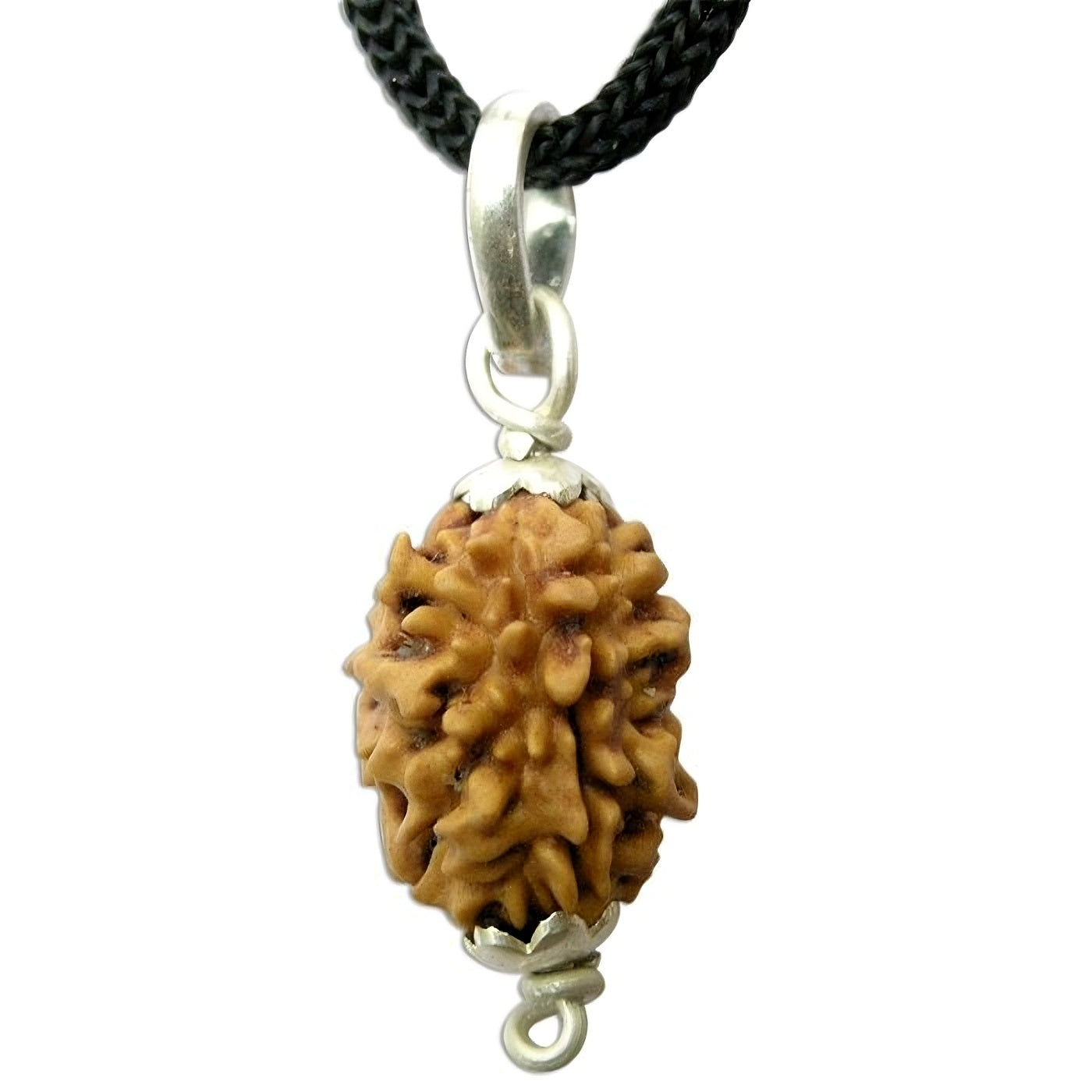 2 Mukhi Indian Rudraksha Large